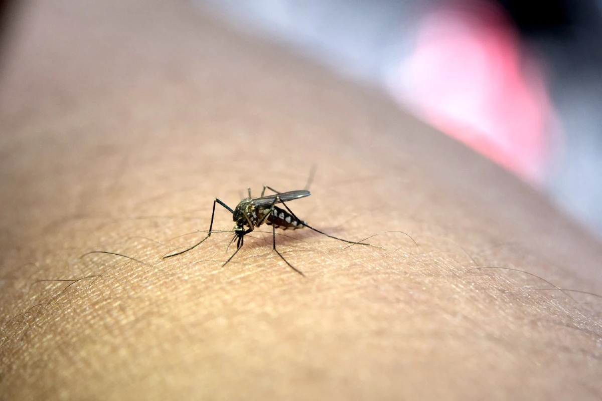 ไข้เลือดออก เช็กอาการ-ดูแลคนในบ้านอย่างไร?