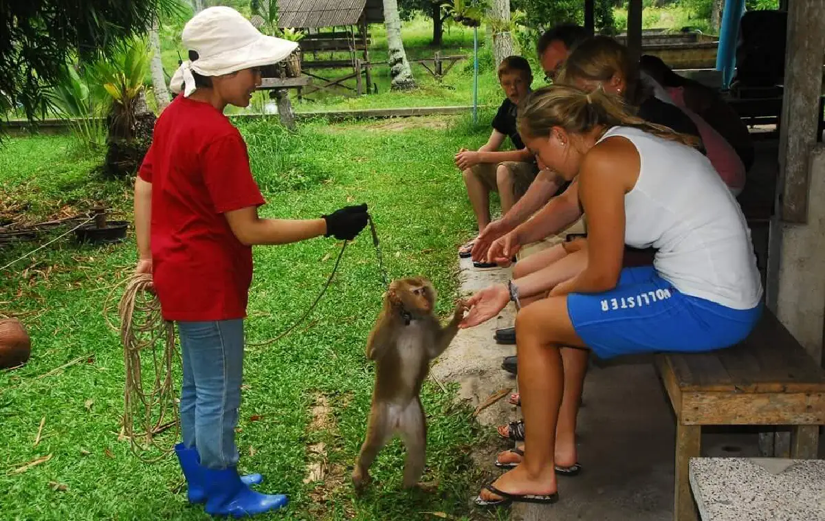 คนสอนลิงขึ้นมะพร้าวโวยต่างชาติไม่เข้าใจวิถีชาวสวน