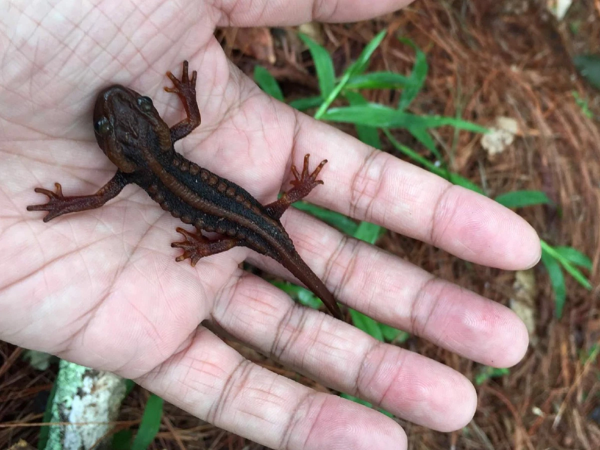 นักชีววิทยาจุฬาฯเจ๋งค้นพบ"กะท่างน้ำดอยภูคา"ชนิดใหม่ของโลก