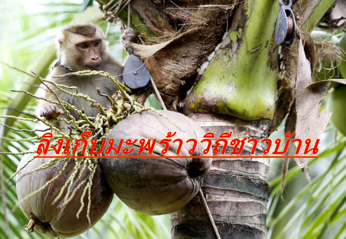 ลิงเก็บมะพร้าวไม่ใช่การทารุณ เตรียมเชิญคณะทูตลงพื้นที่ดูของจริง ลิงเก็บมะพร้าวไม่ใช่การทารุณ เตรียมเชิญคณะทูตลงพื้นที่ดูของจริง