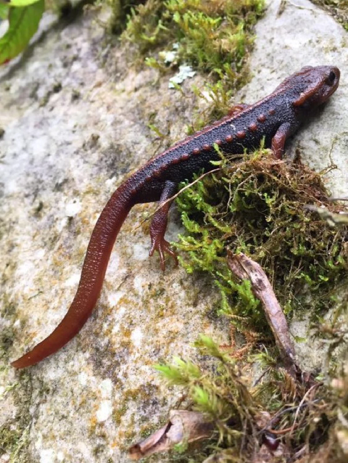 นักชีววิทยาจุฬาฯเจ๋งค้นพบ"กะท่างน้ำดอยภูคา"ชนิดใหม่ของโลก