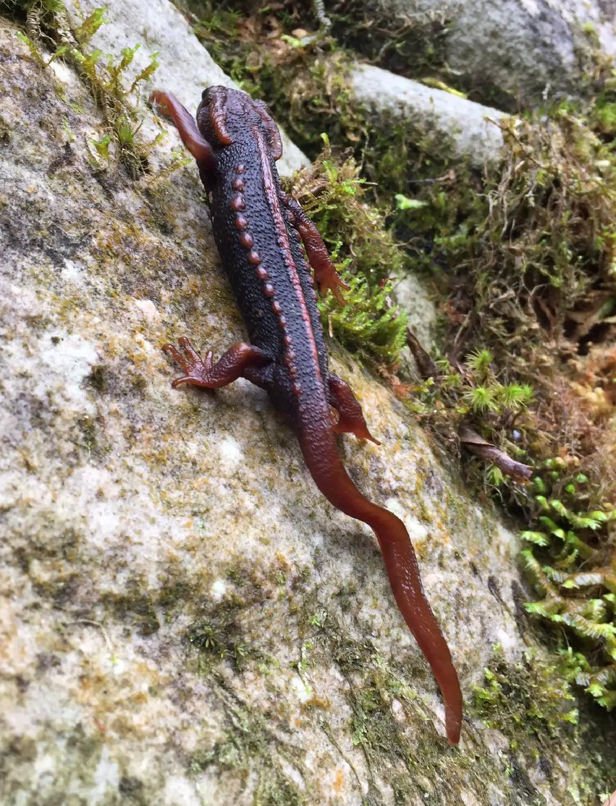 นักชีววิทยาจุฬาฯเจ๋งค้นพบ"กะท่างน้ำดอยภูคา"ชนิดใหม่ของโลก