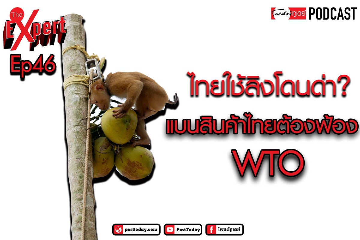 เมื่อไทยใช้ลิงเก็บมะพร้าวแล้วโดนด่า? เมื่อไทยใช้ลิงเก็บมะพร้าวแล้วโดนด่า?