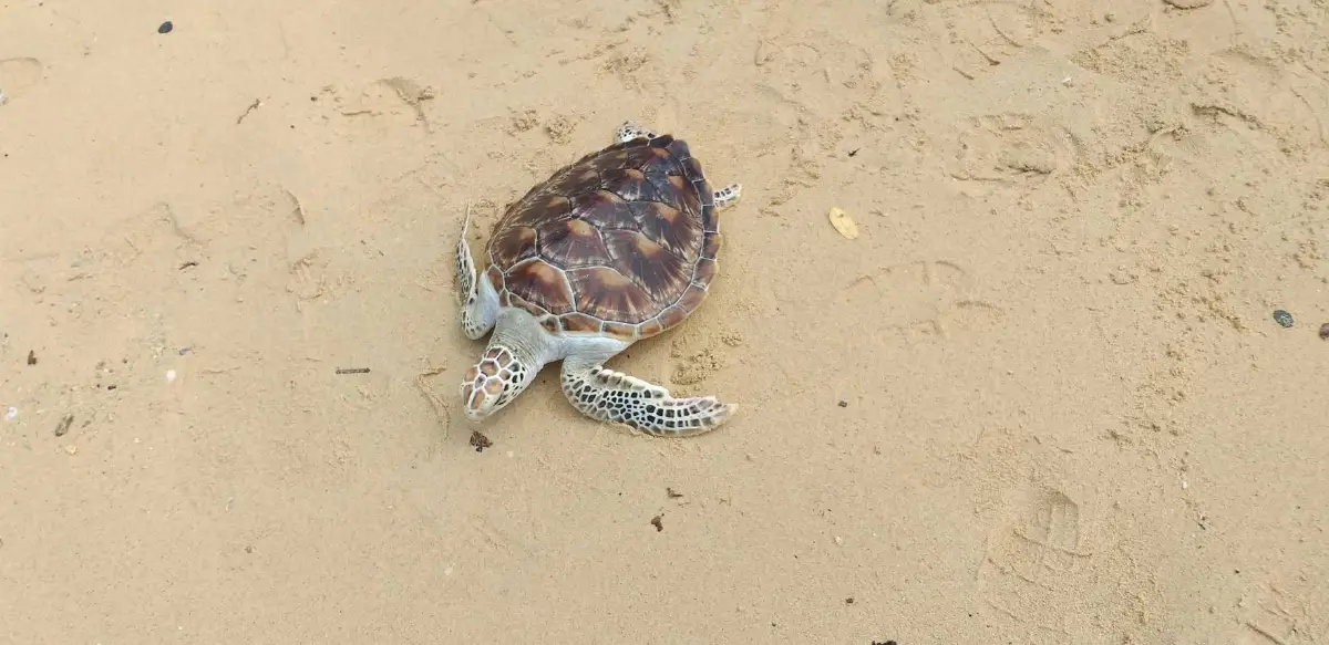 "Travel Bubble" โอกาสของเกาะสววรรค์ ฟื้นการท่องเที่ยวอย่างคุณภาพ