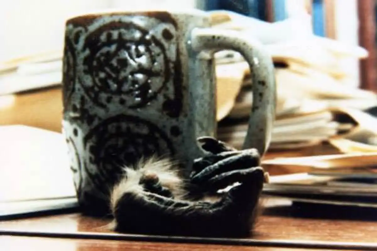 ย้อนรอยการทดลองสุดโหดกับลิงที่เขย่าขวัญชาวโลก