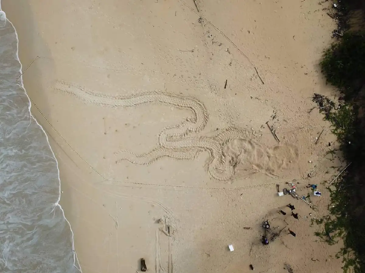 น่ายินดี!เต่ามะเฟืองวางไข่ 100 ฟองในอุทยานแห่งชาติเขาลำปีฯ