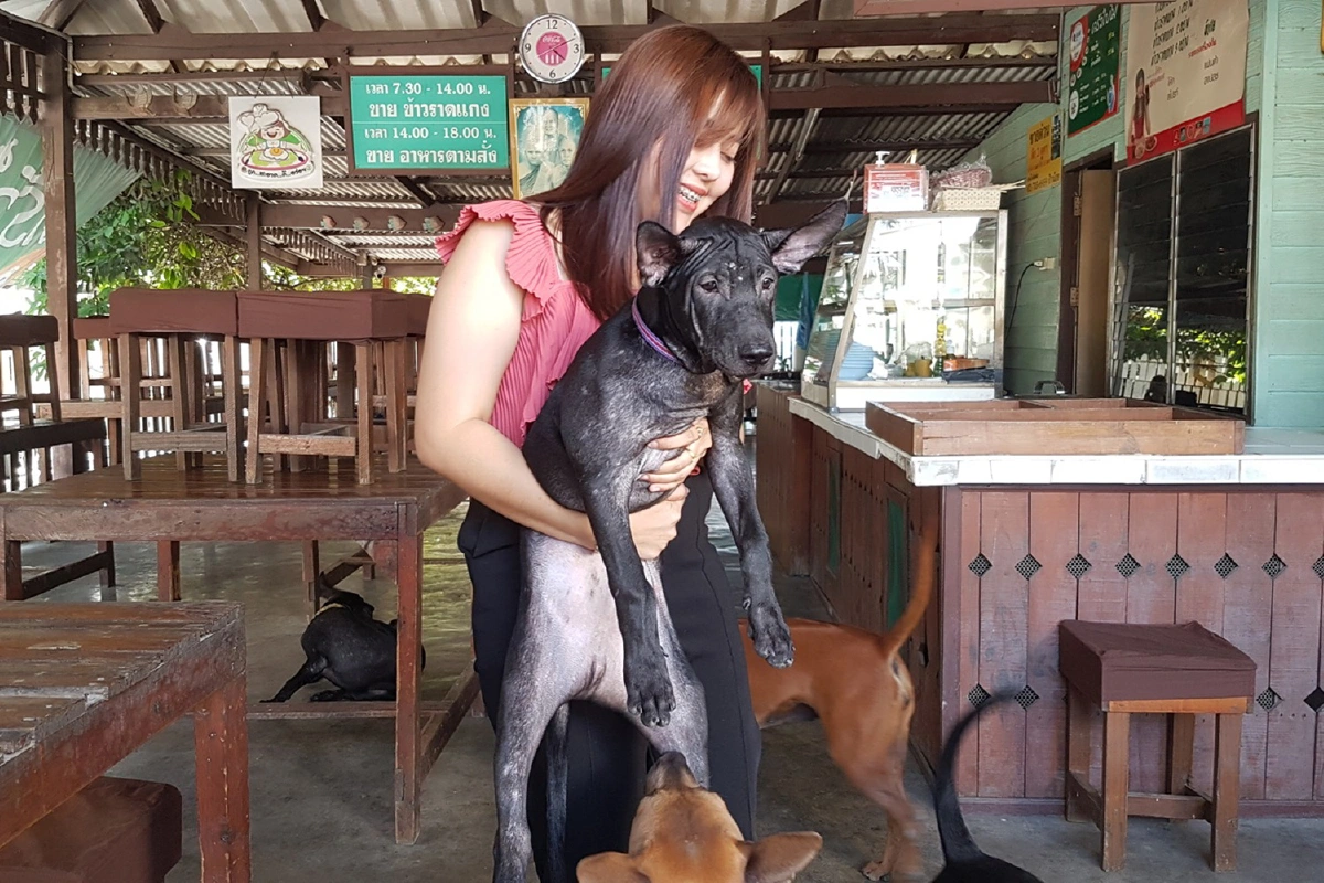 น้องหมาหลงทางขอความช่วยเหลือคลีนิกสัตวแพทย์ที่เจ้าของเคยพาไปรักษา