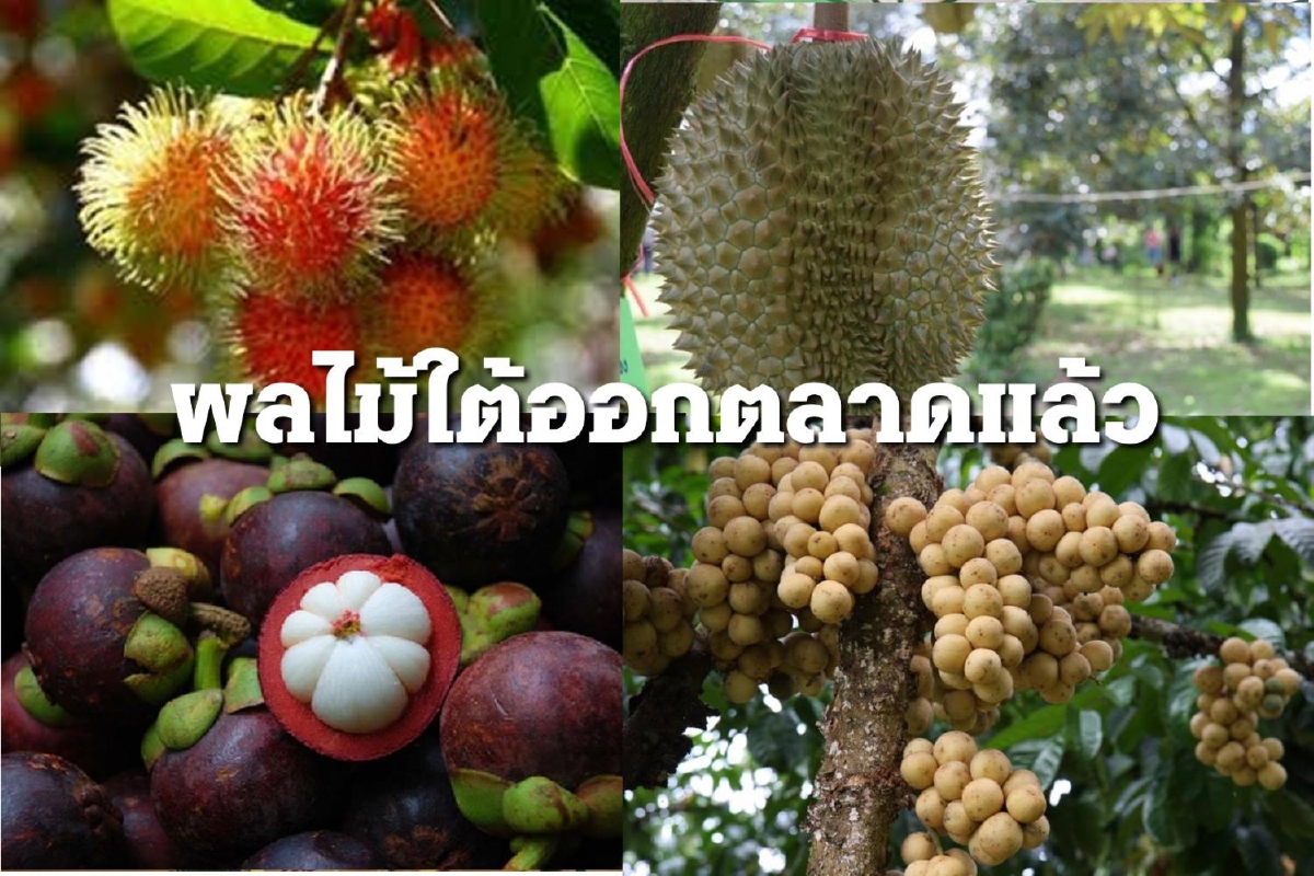 "ทุเรียนใต้" ให้ผลผลิตเพิ่มกว่า 5% ออกตลาดมากสุด ส.ค.นี้ "ทุเรียนใต้" ให้ผลผลิตเพิ่มกว่า 5% ออกตลาดมากสุด ส.ค.นี้