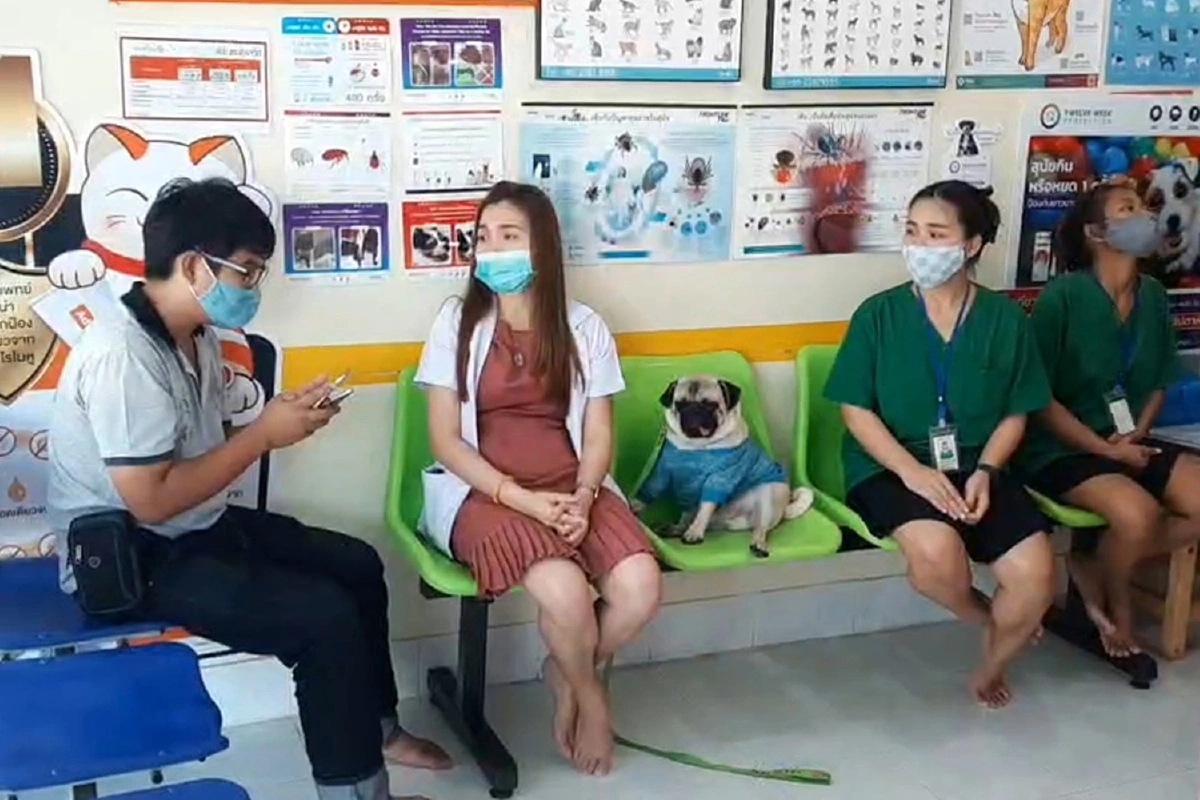 น้องหมาหลงทางขอความช่วยเหลือคลีนิกสัตวแพทย์ที่เจ้าของเคยพาไปรักษา