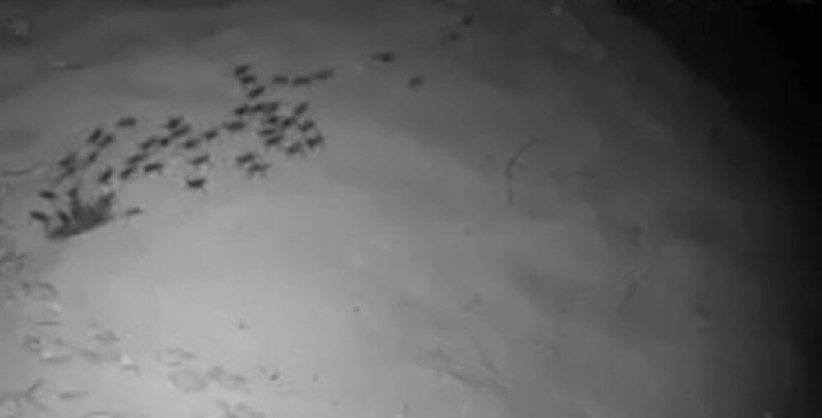 เฮอีก!เต่าเกาะสมุยวางไข่รังที่ 19 - ลูกเต่าตนุกว่า 60 ตัวคลานลงทะเล