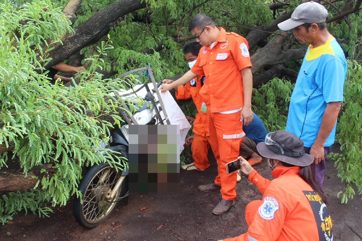 แม่ค้าขายไส้กรอกหลบฝนเจอพายุพัดต้นมะขามหักโค่นทับร่างดับ