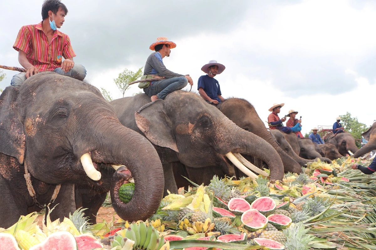 บิณฑ์-เอกพันธ์ นำอาหารกว่า10ตันเลี้ยงช้างสุรินทร์มอบเงินช่วยเหลือควาญ