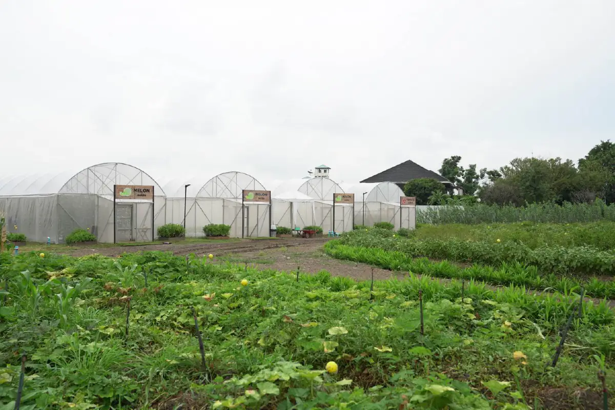 พื้นที่สีเขียวจากทุกที่ว่าง สู่แหล่งอาหารของชุมชน