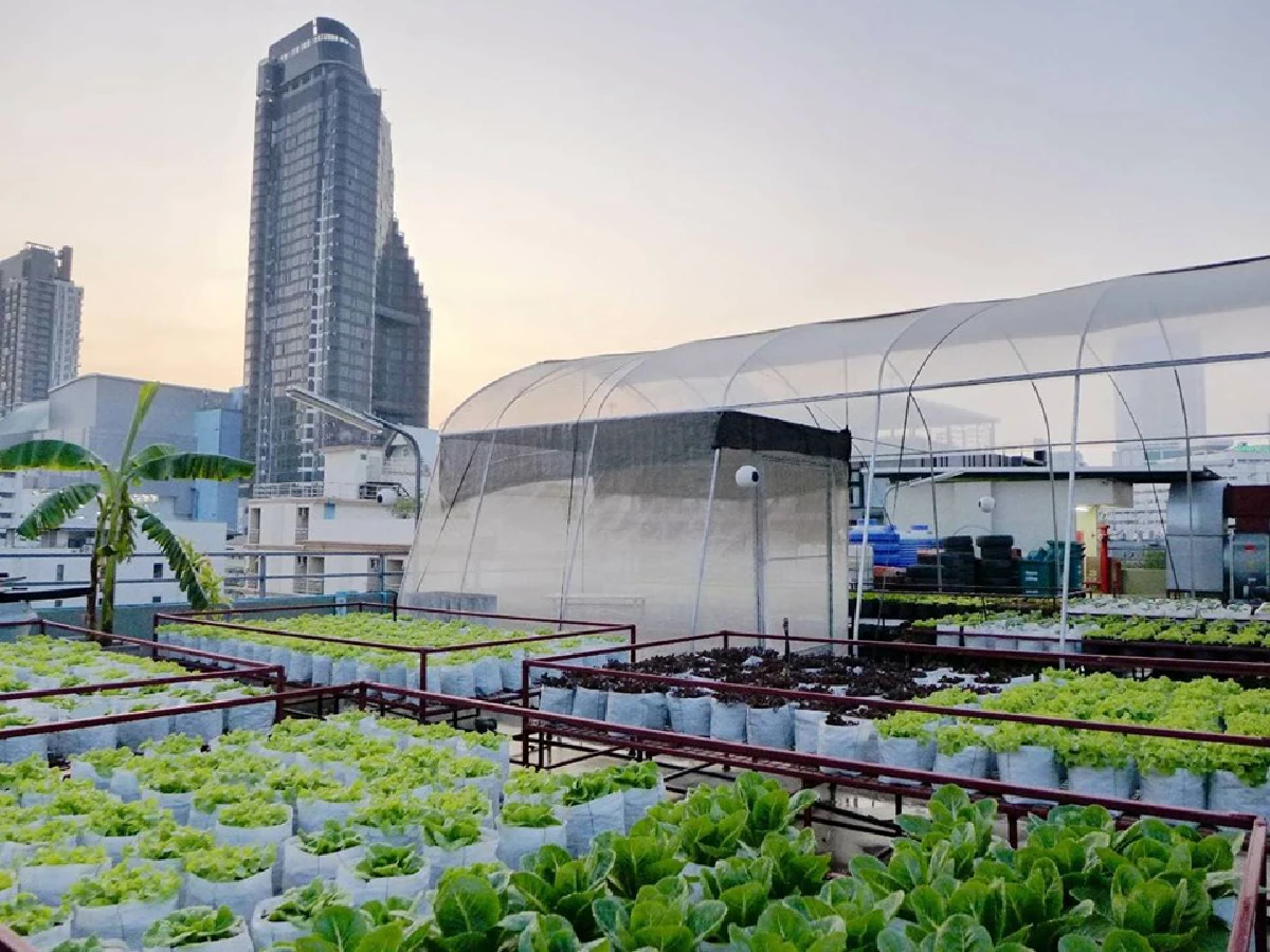 สร้างยอดตึกเป็นแปลงพืชงอกเงิน ‘ลุงเทพ’ ปรมาจารย์สวนผักลอยฟ้า  