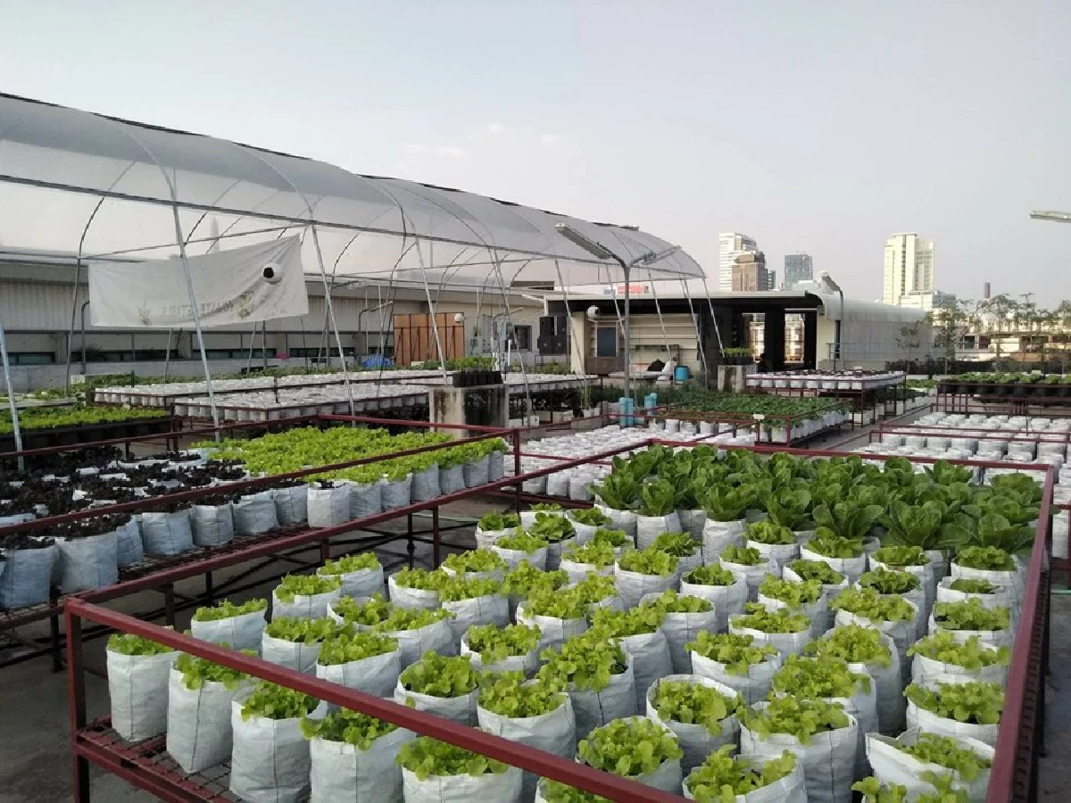 สร้างยอดตึกเป็นแปลงพืชงอกเงิน ‘ลุงเทพ’ ปรมาจารย์สวนผักลอยฟ้า  