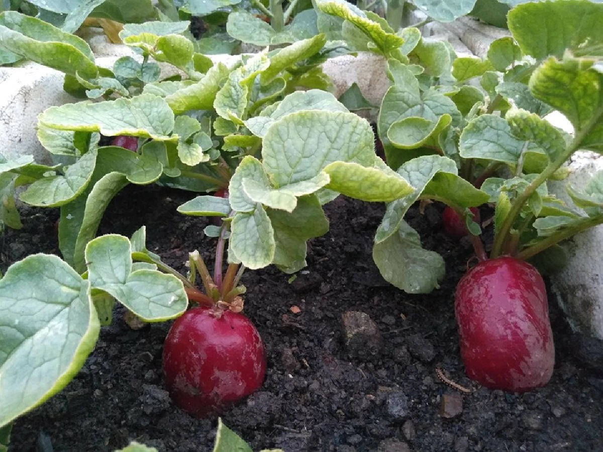 สร้างยอดตึกเป็นแปลงพืชงอกเงิน ‘ลุงเทพ’ ปรมาจารย์สวนผักลอยฟ้า  