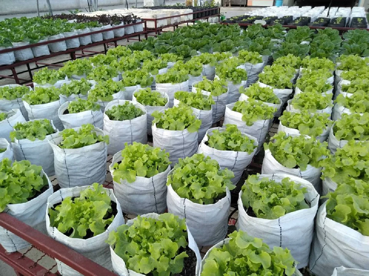 สร้างยอดตึกเป็นแปลงพืชงอกเงิน ‘ลุงเทพ’ ปรมาจารย์สวนผักลอยฟ้า  