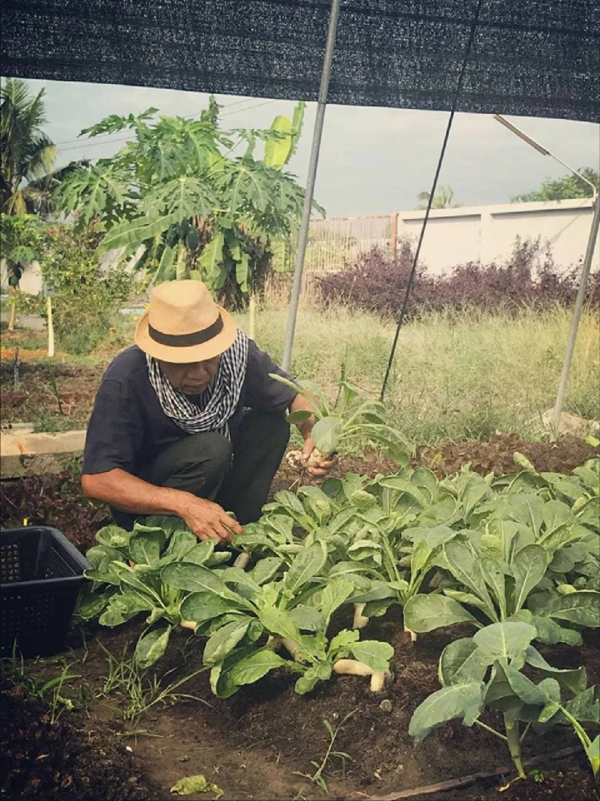 สร้างยอดตึกเป็นแปลงพืชงอกเงิน ‘ลุงเทพ’ ปรมาจารย์สวนผักลอยฟ้า  