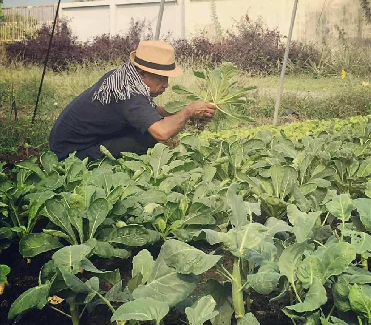 สร้างยอดตึกเป็นแปลงพืชงอกเงิน ‘ลุงเทพ’ ปรมาจารย์สวนผักลอยฟ้า  