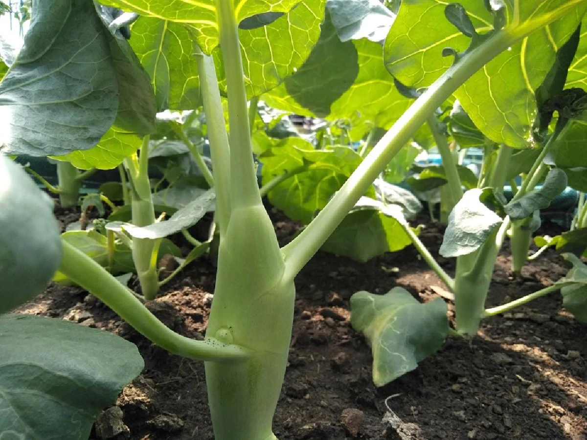 สร้างยอดตึกเป็นแปลงพืชงอกเงิน ‘ลุงเทพ’ ปรมาจารย์สวนผักลอยฟ้า  