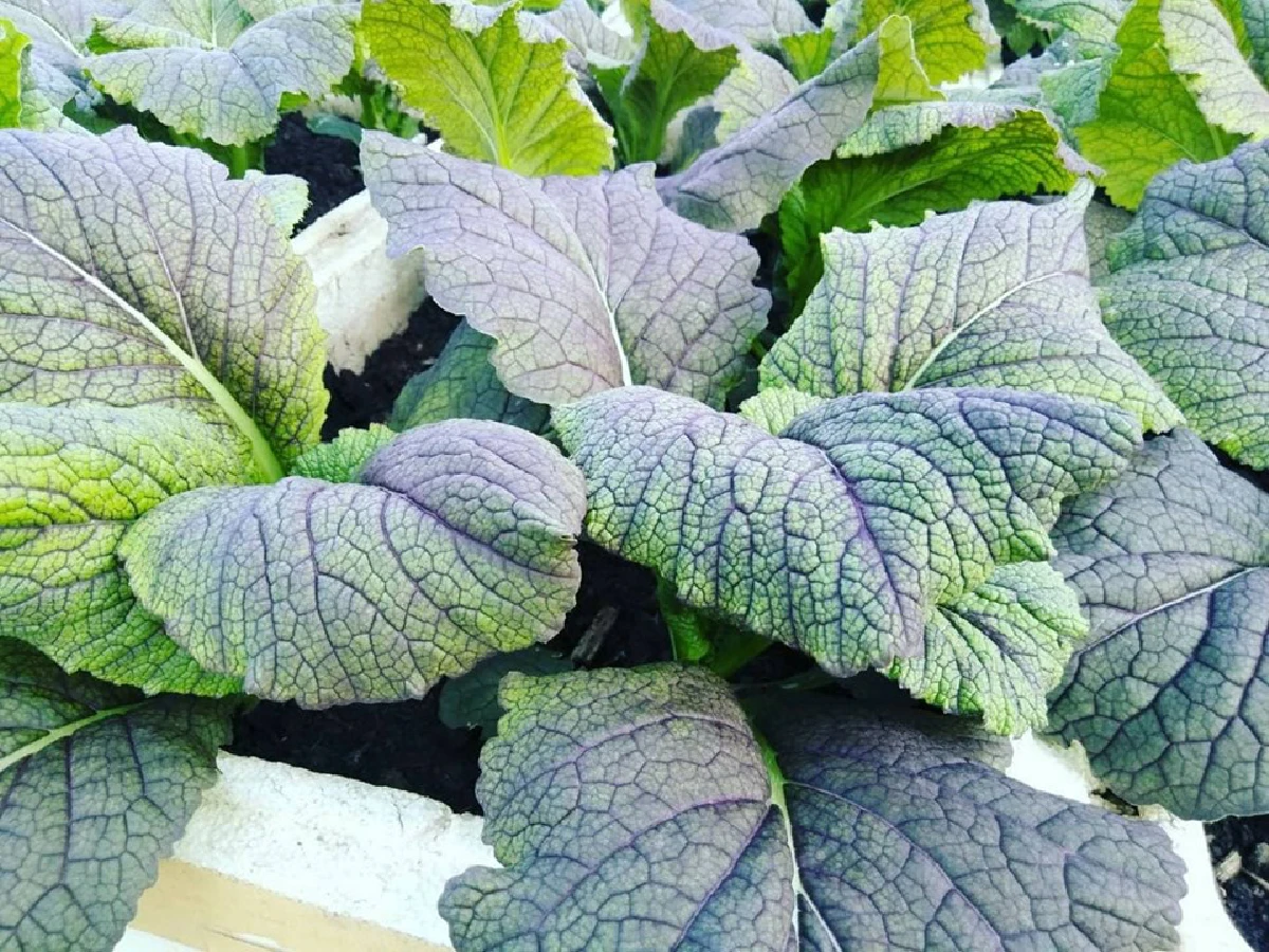 สร้างยอดตึกเป็นแปลงพืชงอกเงิน ‘ลุงเทพ’ ปรมาจารย์สวนผักลอยฟ้า  