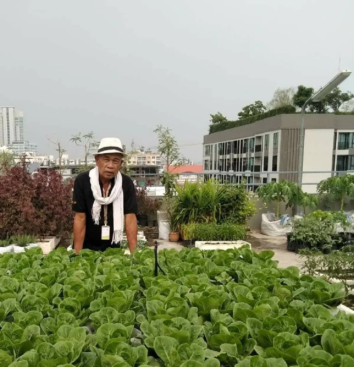 สร้างยอดตึกเป็นแปลงพืชงอกเงิน ‘ลุงเทพ’ ปรมาจารย์สวนผักลอยฟ้า  