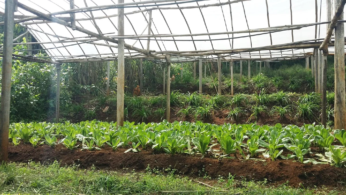 เฉลิมองค์กษัตรา มหาวชิราลงกรณ