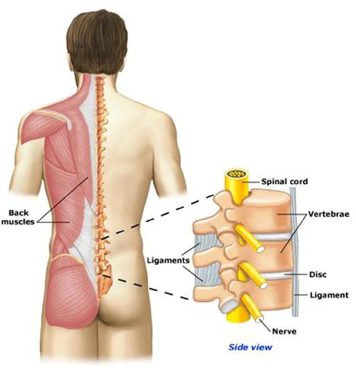 ที่เป็นอยู่นั้นแค่ปวดหลังธรรมดา..หรือว่าหลังเสื่อม