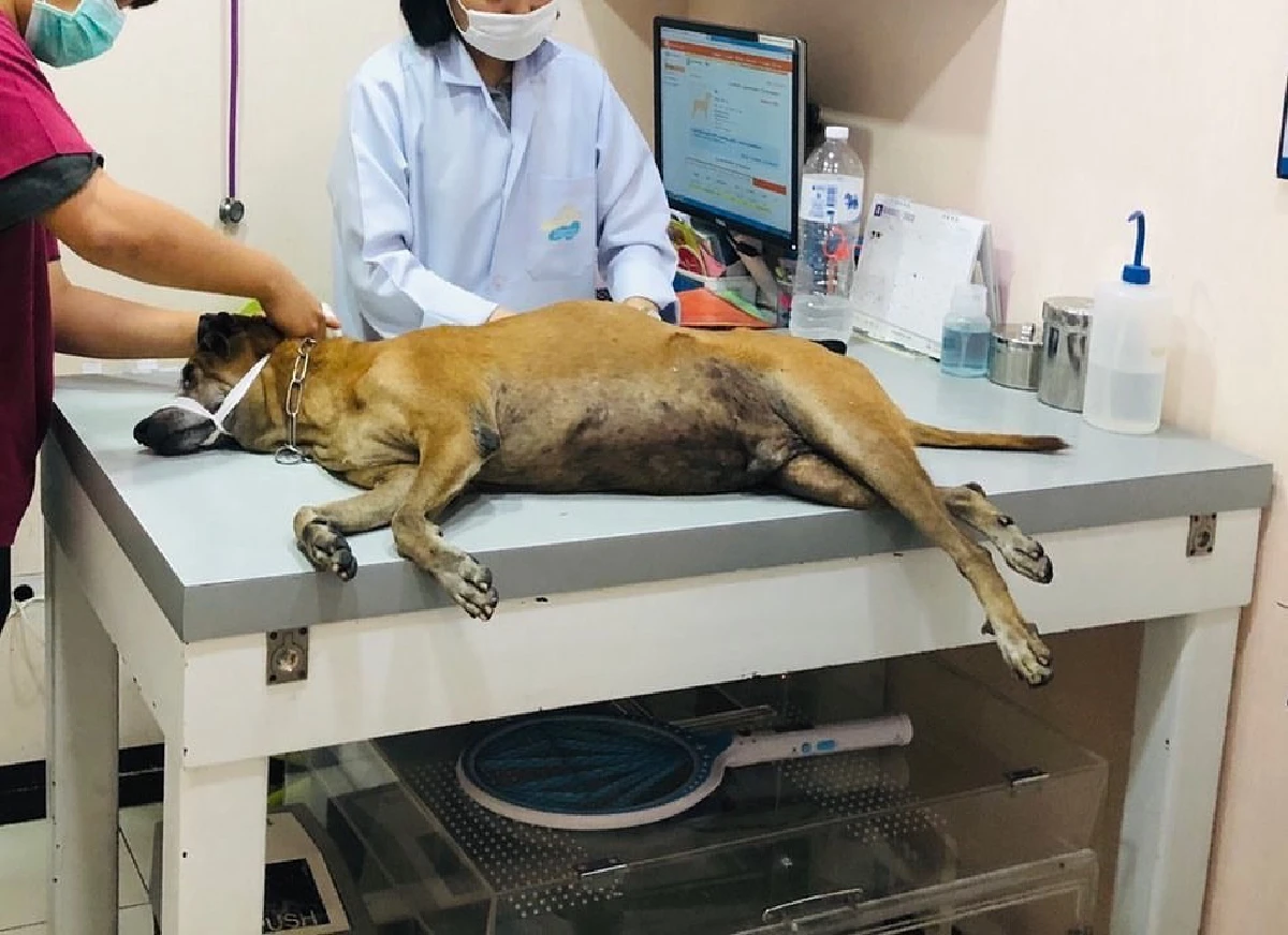  “โบว์ แวนดา" สุดเศร้า! สูญเสียน้องหมาสุดรักของ "ปอ ทฤษฎี"