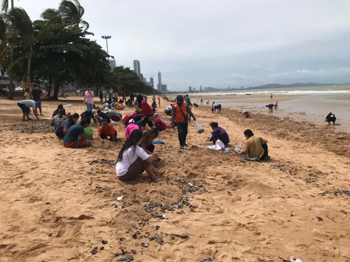 อ.ธรณ์ บอกไม่ต้องตกใจ "หอยลอยเกลื่อนหาดจอมเทียน" แต่ไม่ควรกิน