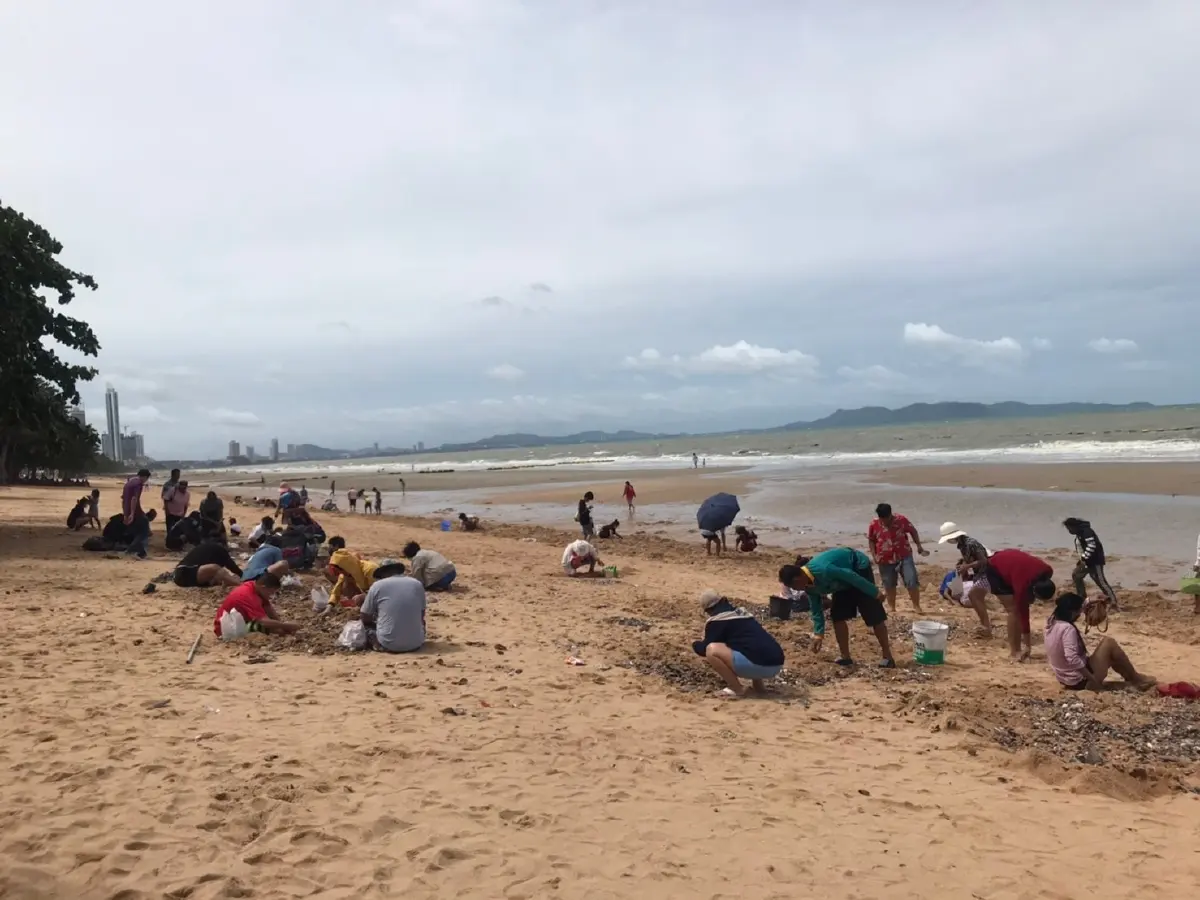 อ.ธรณ์ บอกไม่ต้องตกใจ "หอยลอยเกลื่อนหาดจอมเทียน" แต่ไม่ควรกิน