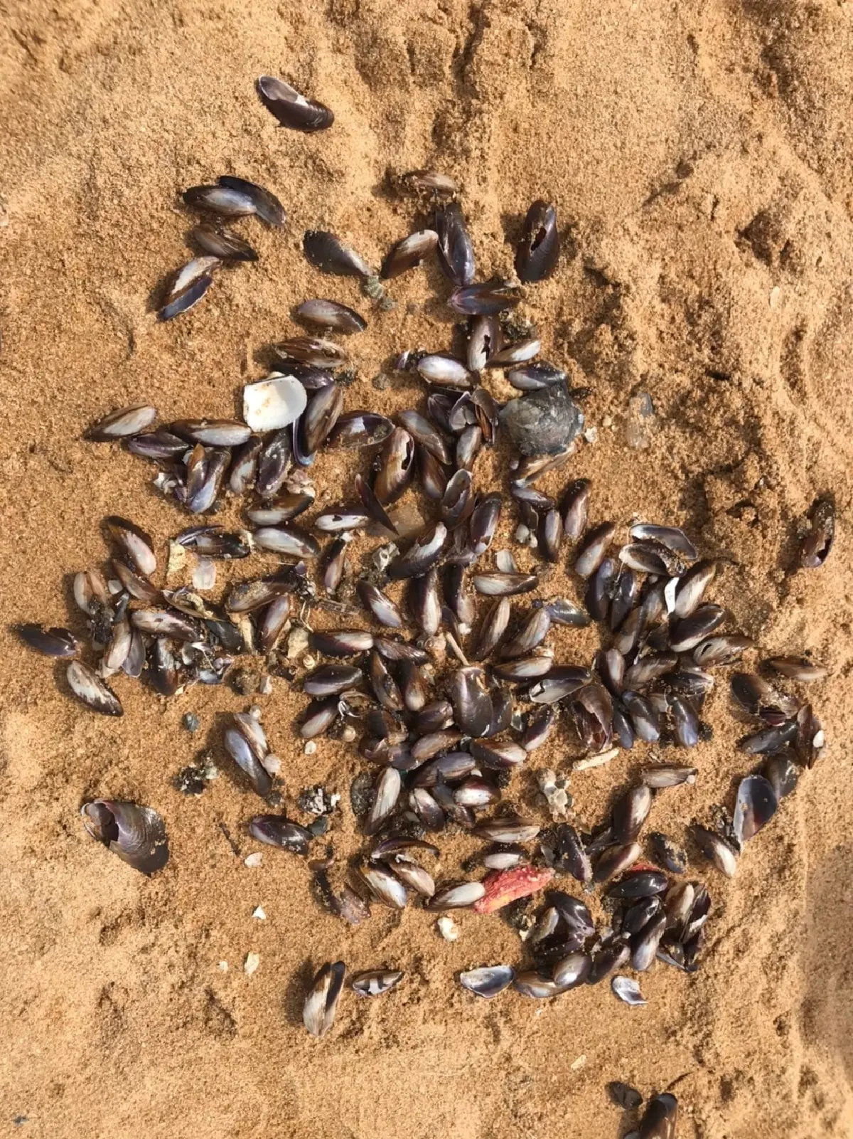 อ.ธรณ์ บอกไม่ต้องตกใจ "หอยลอยเกลื่อนหาดจอมเทียน" แต่ไม่ควรกิน