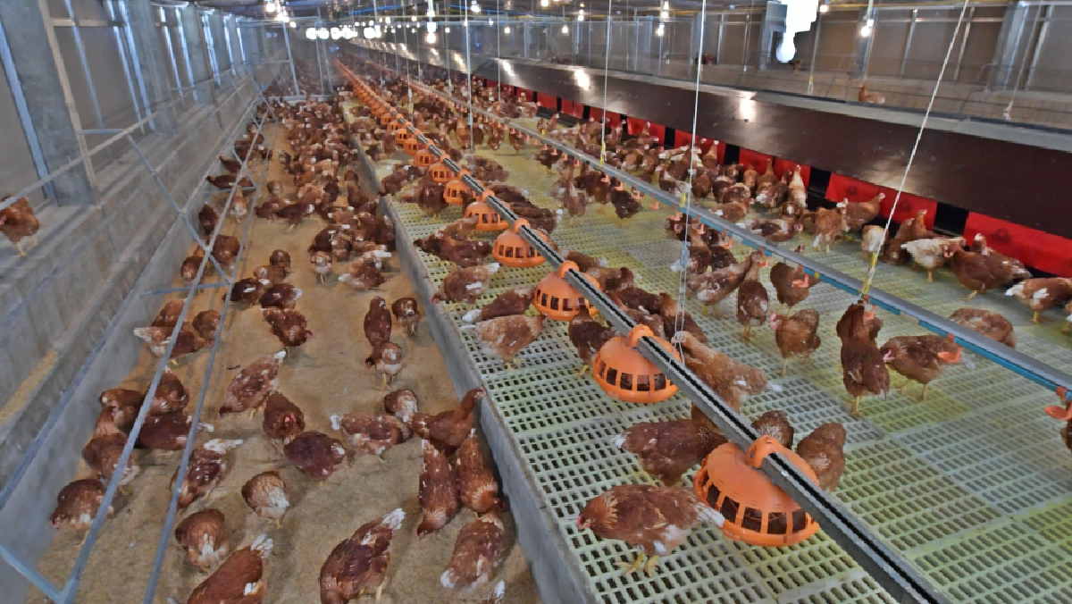 กรมปศุสัตว์-ซีพีเอฟ ร่วมแบ่งปันองค์ความรู้ ยกระดับมาตรฐานผลิตไข่ไก่เคจฟรี