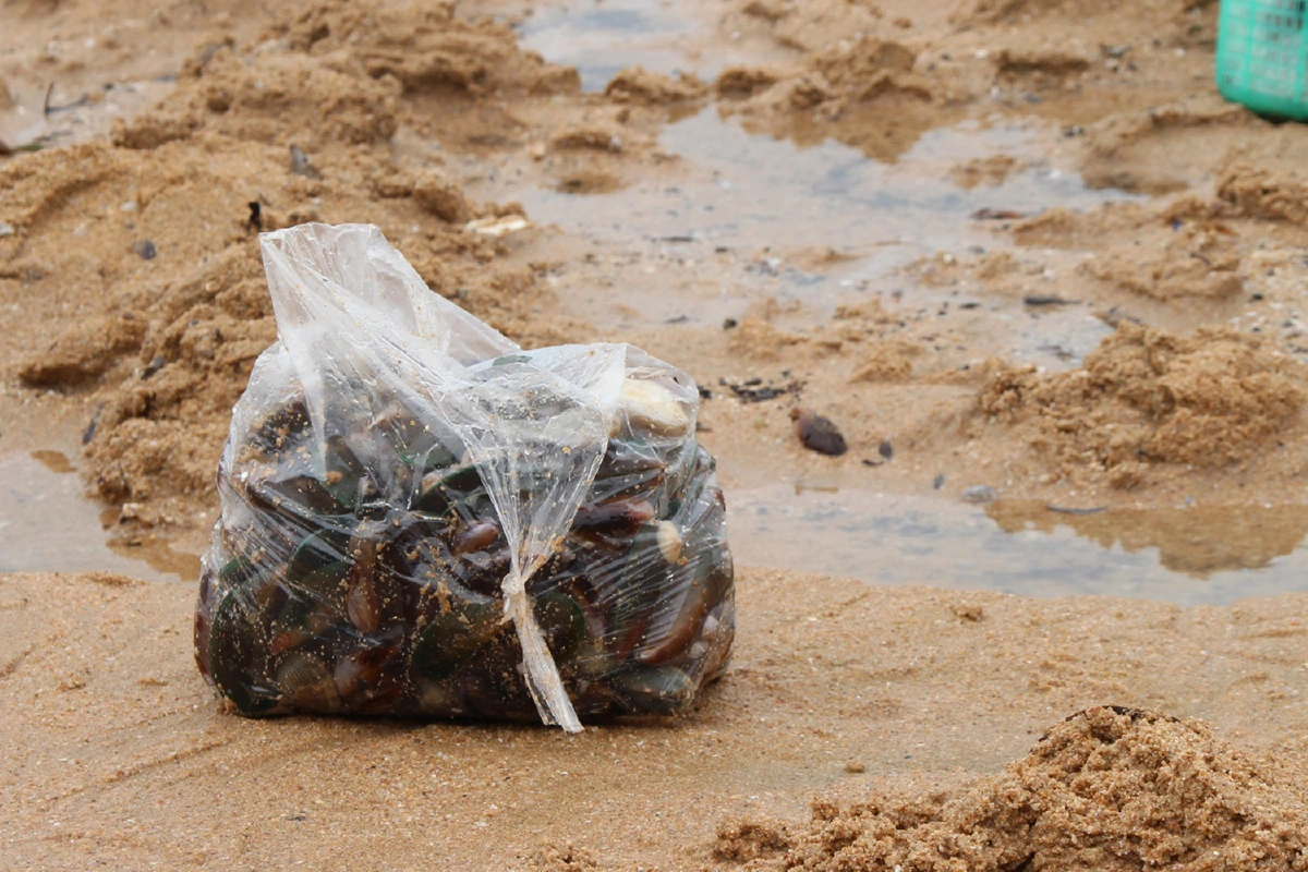 นักท่องเที่ยวยังแห่เก็บหอยทะเลลอยเกยตื้นหาดจอมเทียน