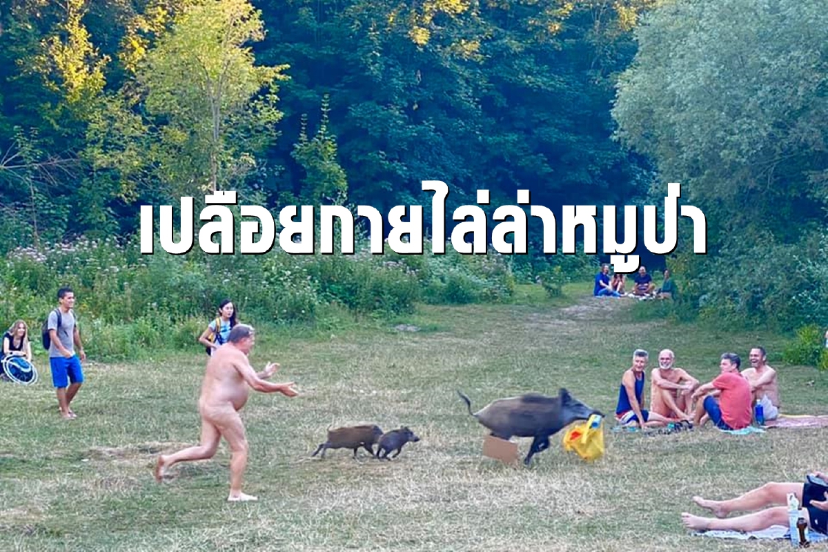 ภาพฮาแห่งปี นักเปลือยกายวิ่งไล่ตามหมูป่าฉกแล็บท็อป ภาพฮาแห่งปี นักเปลือยกายวิ่งไล่ตามหมูป่าฉกแล็บท็อป