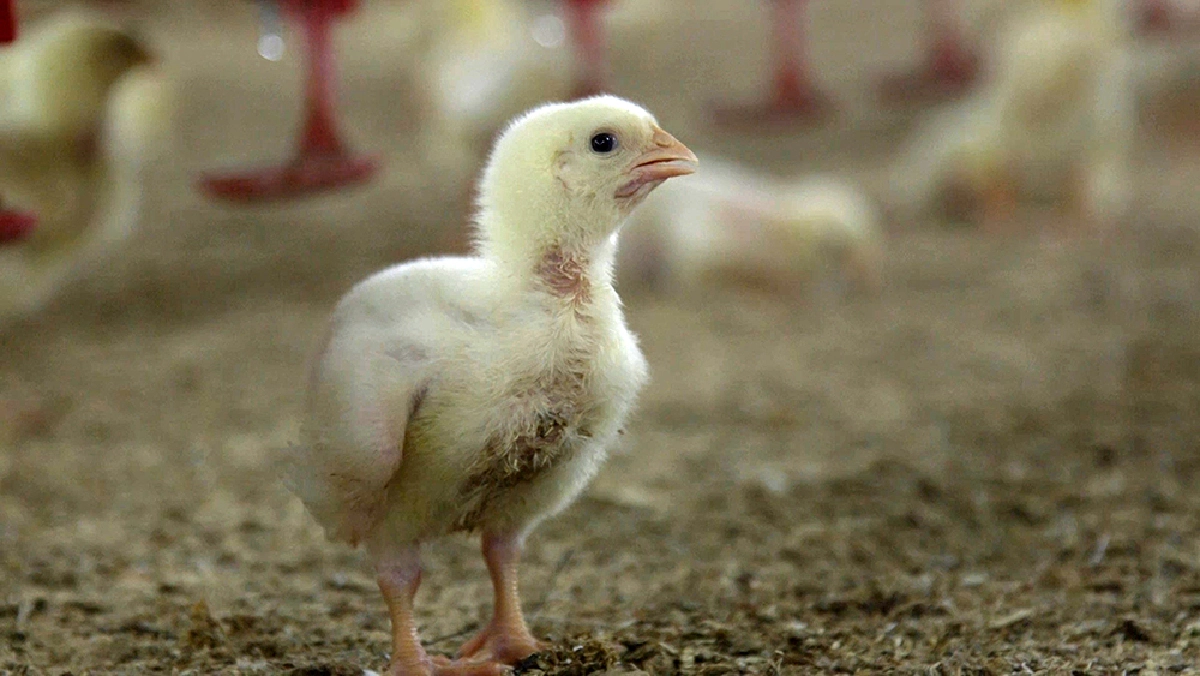 Covid-19 : วิกฤตและความเสี่ยงมหัตภัยโรคจากสัตว์สู่คน