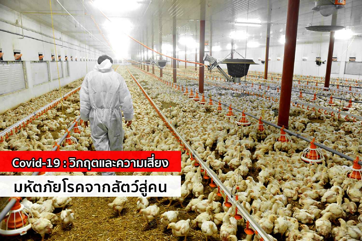 Covid-19 : วิกฤตและความเสี่ยงมหัตภัยโรคจากสัตว์สู่คน Covid-19 : วิกฤตและความเสี่ยงมหัตภัยโรคจากสัตว์สู่คน