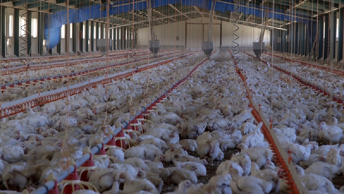 Covid-19 : วิกฤตและความเสี่ยงมหัตภัยโรคจากสัตว์สู่คน