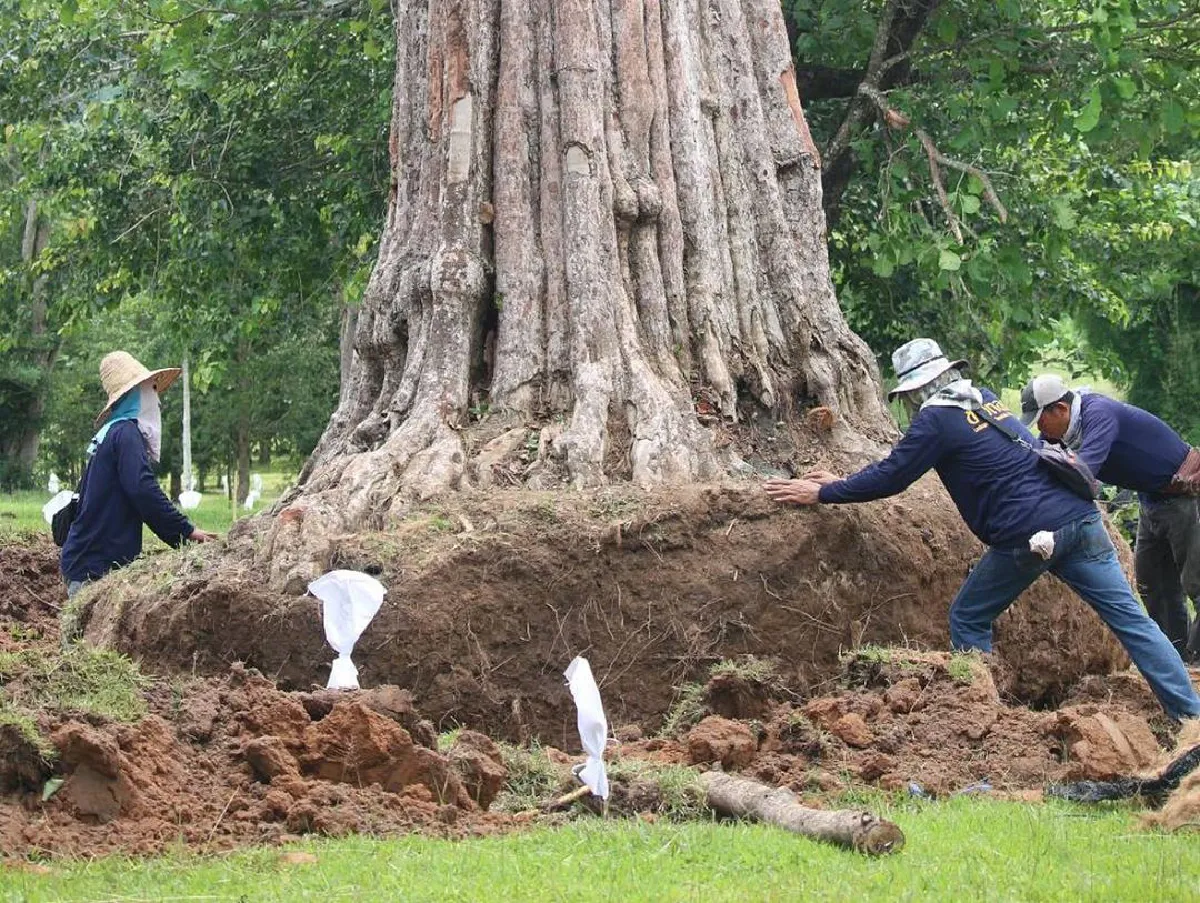 ตั๊ก บงกช ทำบุญซื้อต้นไม้ใหญ่ 4 แสนกว่าบาท ถวายเป็นเจดีย์ต้นไม้ 