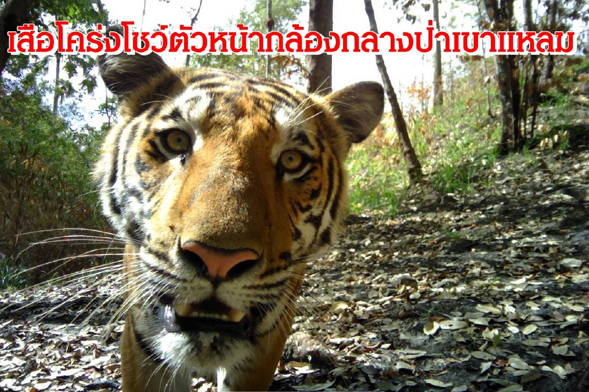 เสือโคร่งโชว์ตัวหน้ากล้องดักถ่ายภาพกลางป่าเขาแหลม เสือโคร่งโชว์ตัวหน้ากล้องดักถ่ายภาพกลางป่าเขาแหลม