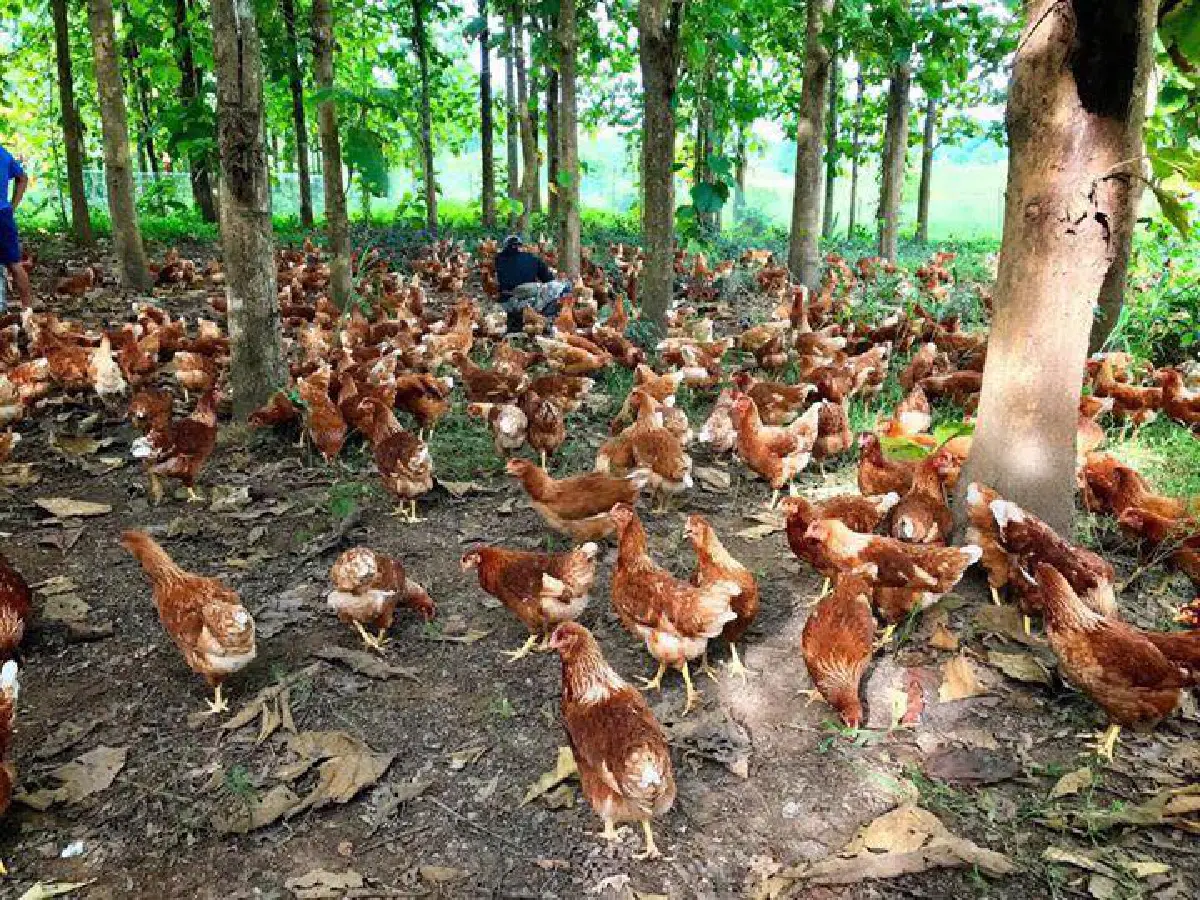  เปิดภาพ “สิรินทร์ฟาร์ม” ของ “สงกรานต์ กระจ่างเนตร์” สามี “แหม่ม“ หลังถูกยื่นฟ้องล้มละลาย 