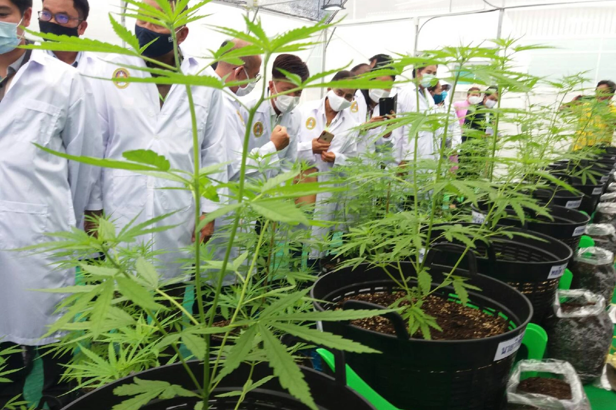 โคราชเปิดฟาร์มเพาะปลูกกัญชาเพื่อการวิจัยแห่งแรกในชุมชน