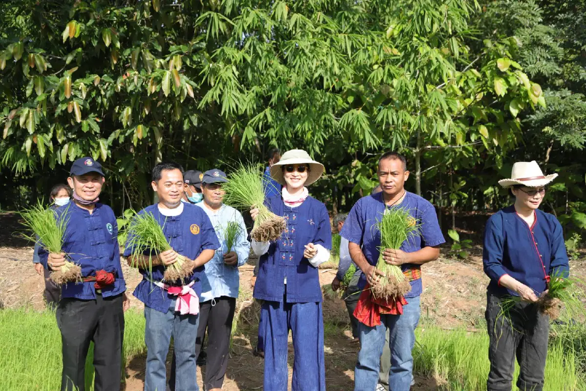 "เเพนเค้ก"ร่วมถอนกล้าดำนาบนพื้นที่โคกหนองนาดาราโมเดล