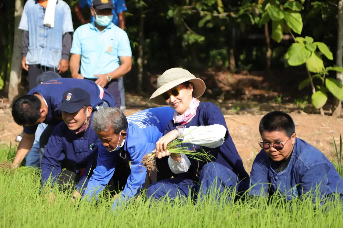 "เเพนเค้ก"ร่วมถอนกล้าดำนาบนพื้นที่โคกหนองนาดาราโมเดล