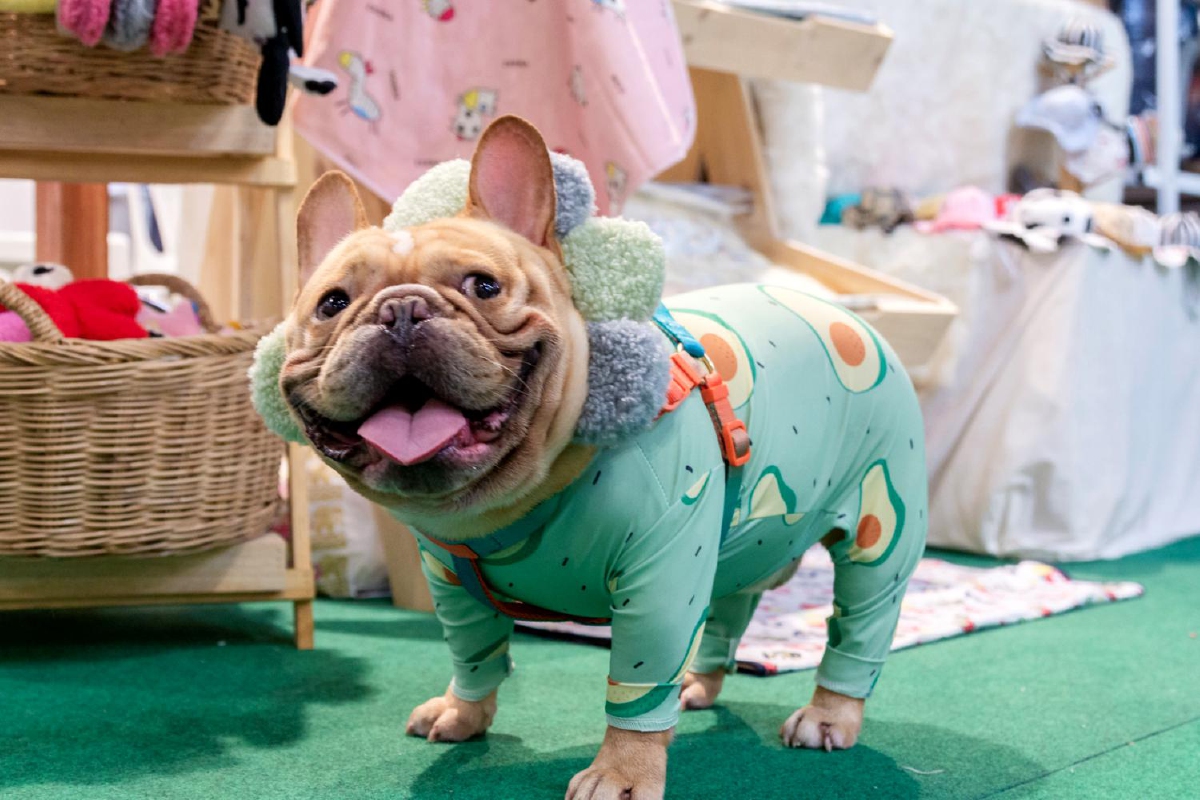 ส่องความน่ารักของสัตว์เลี้ยง ในงาน Dog’s Ville 2020 @เซ็นทรัลเฟสติวัล อีสต์วิลล์ ส่องความน่ารักของสัตว์เลี้ยง ในงาน Dog’s Ville 2020 @เซ็นทรัลเฟสติวัล อีสต์วิลล์