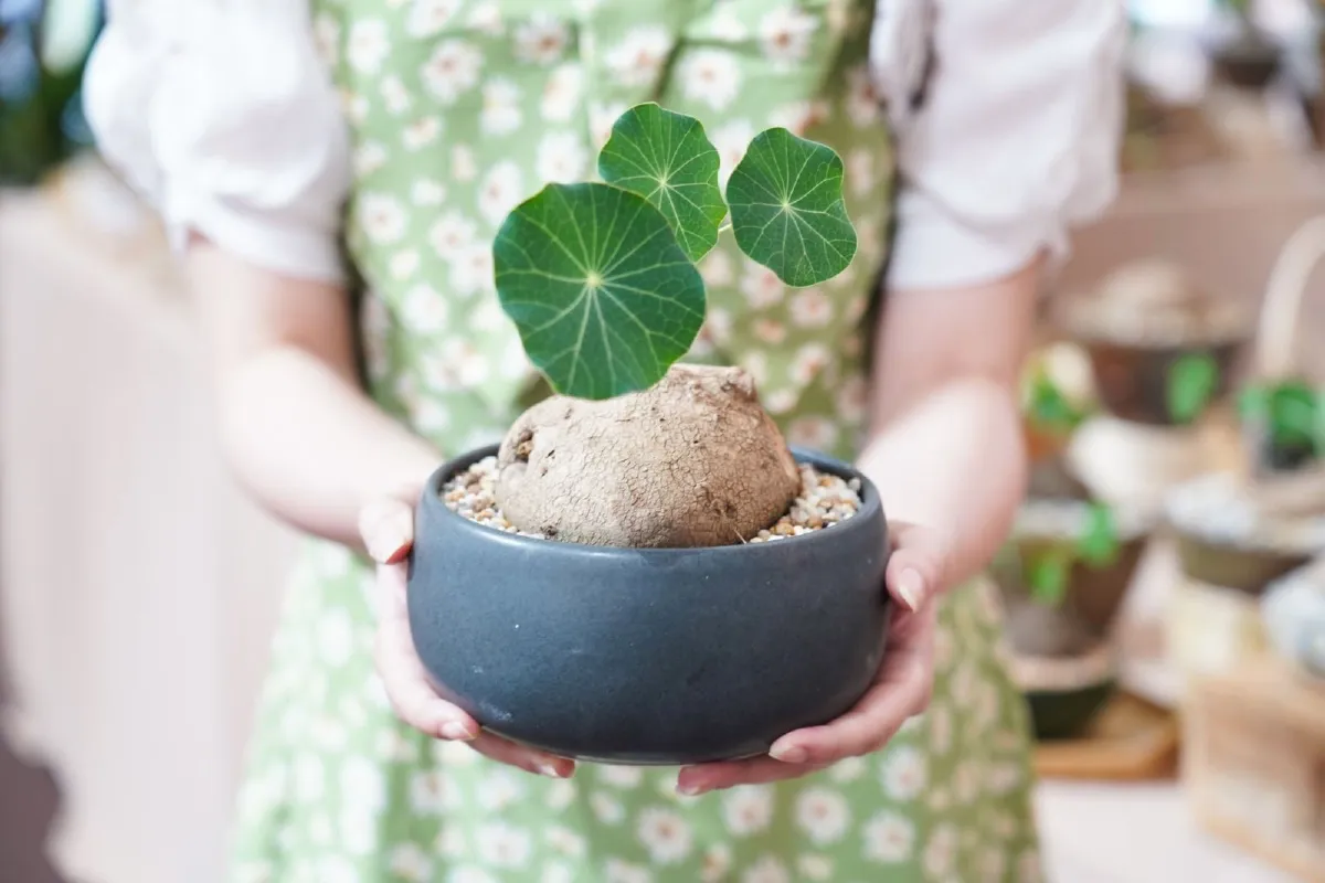 ไอคอนสยาม จัดงาน "ICONSIAM Green Garden Market" ตลาดต้นไม้สุดครบครันแห่งปี