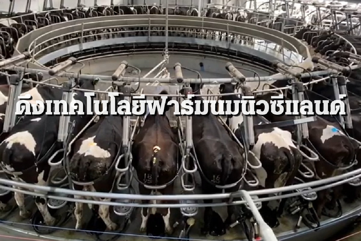 พลิกโฉม “ฟาร์มโคนมอัตโนมัติ” ระบบแรกในไทย พลิกโฉม “ฟาร์มโคนมอัตโนมัติ” ระบบแรกในไทย