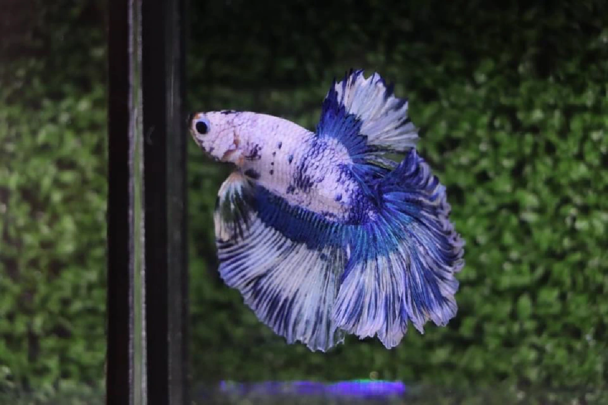 เที่ยวใกล้กรุง ดูพันธุ์ปลาสวยงาม ช้อปของดีเมืองราชบุรี