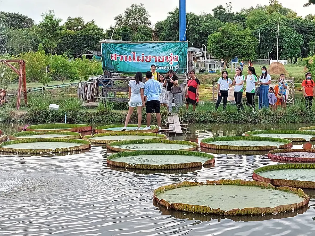 ชาวโคราชแห่สัมผัสใบบัวยักษ์แหล่งท่องเที่ยวใหม่ในค่ายทหาร