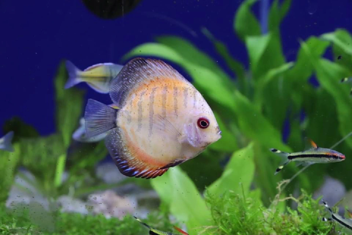 เที่ยวใกล้กรุง ดูพันธุ์ปลาสวยงาม ช้อปของดีเมืองราชบุรี